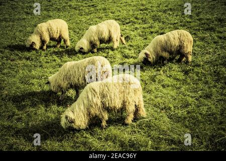 Shaggy langhaarige Schafe in einer Wiese Stockfoto