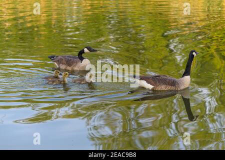 Kanadagans, Branta canadensis, Paar mit Küken beim Schwimmen Stockfoto