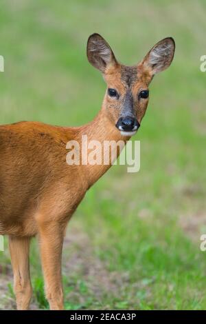 Rehe, Capreolus capreolus Stockfoto