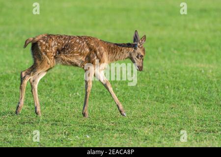 Rothirsch, Cervus elaphus, Rehkitz im Sommer Stockfoto