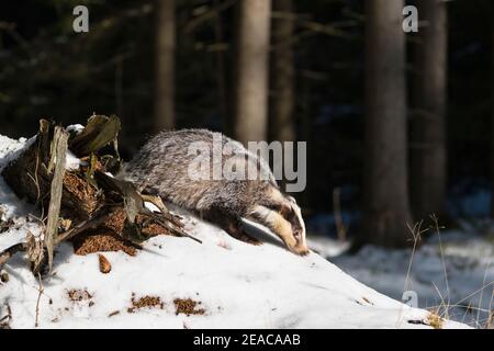 Dachs, Meles meles, im Winter Stockfoto