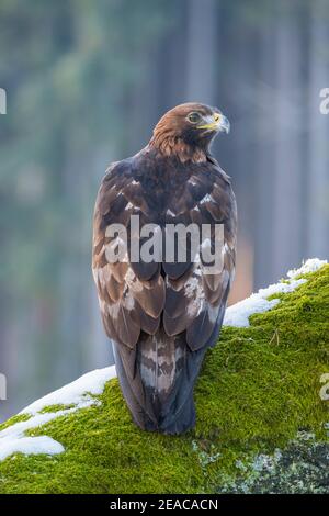 Goldener Adler, Aquila chrysaetos, im Winter Stockfoto