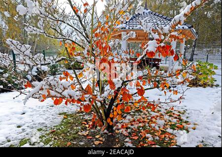 Verschneite Zierwälder, Hamamelis mit bunten Herbstblättern, im ländlichen Wintergarten Stockfoto