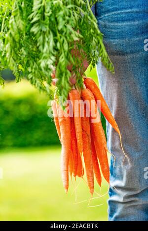 Karotten mit Grün in der Hand eines Mannes, Jeans, Nahaufnahme, Schnitt Stockfoto