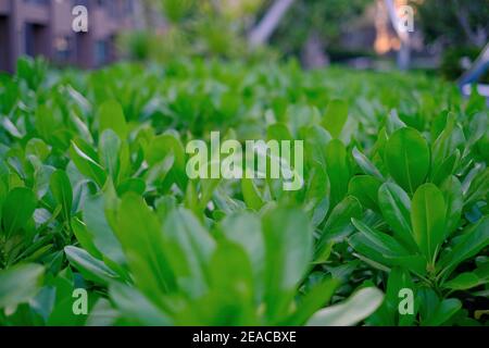 Seitenansicht eines großen Tabletts aus hydroponischem Garten mit Reihen von frischen grünen Bio-Salaten, bereit zur Ernte. Stockfoto