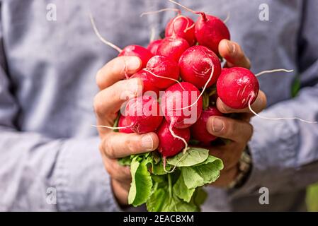 Radieschen mit grün in den Händen der Männer, Hintergrund Oberkörper Stockfoto