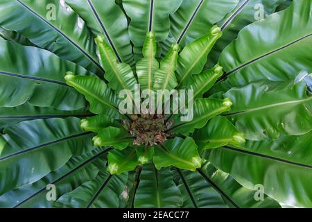 Eine Ansicht von oben auf einen Vogelnest Farn mit großen glatten grünen Welleblättern, die in Südostasien und Australien heimisch sind. Stockfoto