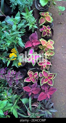 Landschaftlich schöner Blick auf Coleus Pflanzen auch Coleus blumei oder genannt Plectranthus scutellarioides Stockfoto