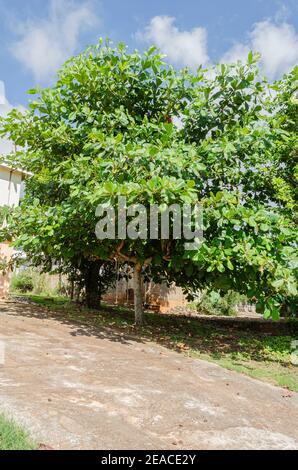 Terminalia Catappa (Mandel) Baum Stockfoto