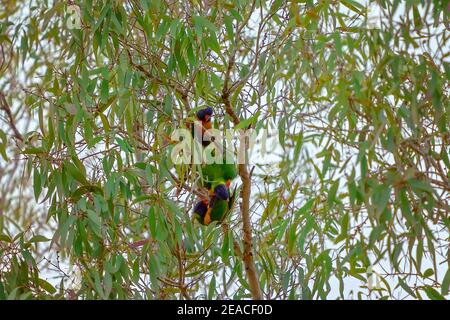 Drei Regenbogenlorikeets, die zwischen den Ästen spielen und mit ihren bunten Federn aufragen Stockfoto