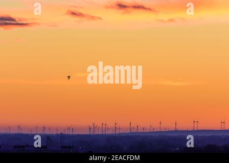 Markgrafneusiedl, Windturbinen in Marchfeld, fliegende Vögel in Weinviertel, Niederösterreich, Niederösterreich, Österreich Stockfoto