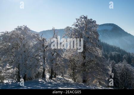 Schweiz, Winterlandschaft im Jura Stockfoto