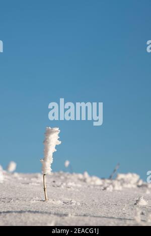 Schweiz, Winterlandschaft im Jura, schneebedeckter Stängel Stockfoto