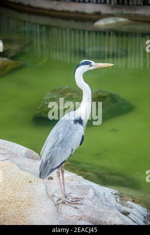 Der Graureiher (Ardea cinerea) ist ein langbeiniger, räuberischer Watvogel der Familie der Ardeidae, der in ganz gemäßigten Europa und Asien beheimatet ist Stockfoto