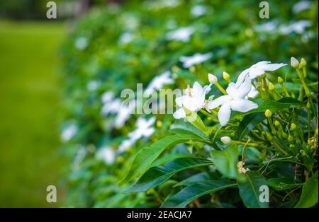 Nahaufnahme der Gardenia Crape Jasmine Blume im Garten. Stockfoto