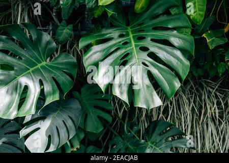 philodendron substrat Starter pack with 2 bags of substrate and 2 plants: Philodendron subha –  Green Mirrors main image 0
