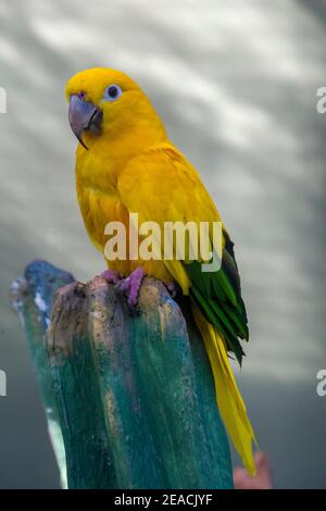 Der goldene Sittich ist ein mittelgroßer goldgelber Neotropischer Papagei, der im Amazonasbecken im nördlichen Brasilien beheimatet ist. Stockfoto