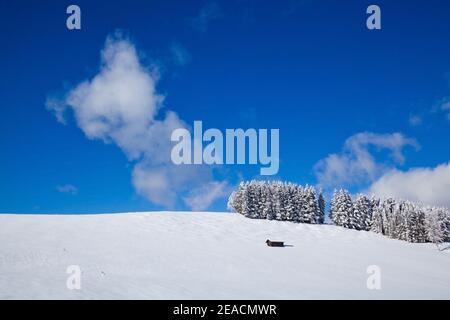Nadelwaldgruppe im Winter auf den schneebedeckten Höckenwiesen In der Nähe von Mittenwald Stockfoto