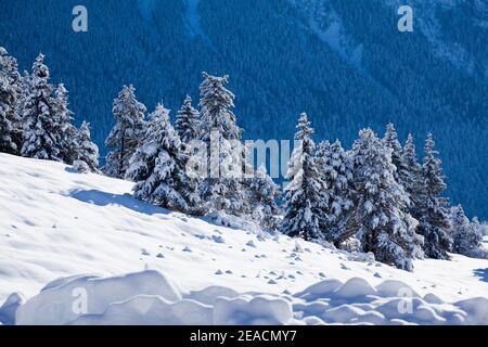 Nadelwaldgruppe im Winter auf den schneebedeckten Höckenwiesen In der Nähe von Mittenwald Stockfoto