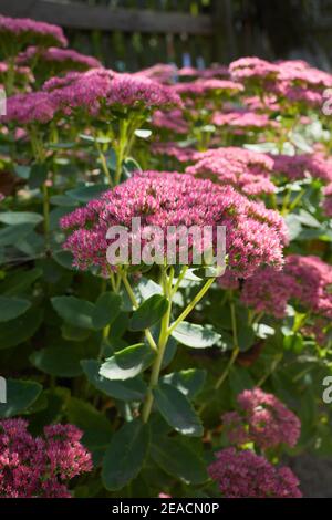 Auffällige Steinpfeife oder Eispflanze (Hylotephium spectabile), die im Garten wächst. Diese Pflanze gehört zur Familie der Steinpilze, Crassulaceae. Stockfoto