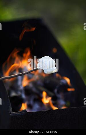 Weiße Marshmallows auf Stöcken werden über den Feuerflammen gegrillt. Marshmallows werden auf Lagerfeuer geröstet Stockfoto