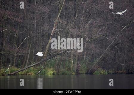Silberreiher, Ardea alba Stockfoto