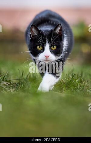Katze, Hauskatze, schwarz und weiß Stockfoto