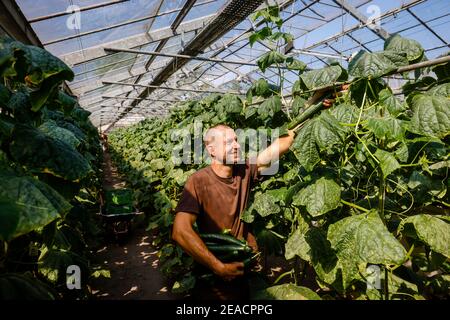 Wittichenau, Oberlausitz, Sachsen, Deutschland - Gurkenernte auf dem familiär geführten Bauernhof Domanja und Gemüsegarten erntet ein Mitarbeiter die reifen Gurken im Gewächshaus. Stockfoto