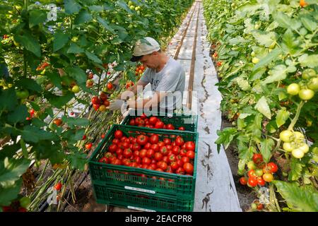 Wittichenau, Oberlausitz, Sachsen, Deutschland - Tomatenernte auf dem familiär geführten Bauernhof Domanja und Gemüsefarm arbeiten bis zu 25 Mitarbeiter auf dem Inklusionsfarm, darunter 5 Mitarbeiter mit schweren Behinderungen, hier erntet ein Festangestellter mit schweren Behinderungen reife Tomaten im Gewächshaus. Stockfoto