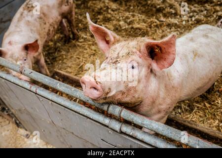 Oberlausitz, Sachsen, Deutschland - Bio-Schweine in der Scheune werden die Tiere auf Stroh in artgerechter Weise auf diesem Hof gehalten, mit großzügiger Fläche über den Bio-Normen und gefüttert mit selbst produziertem hauseigenem Futter, nachdem sie gegessen haben, dürfen die Schweine wieder nach draußen gehen. Stockfoto