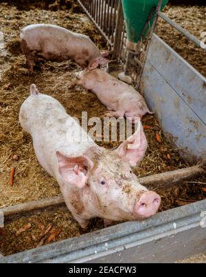 Oberlausitz, Sachsen, Deutschland - Bio-Schweine in der Scheune werden die Tiere auf Stroh in artgerechter Weise auf diesem Hof gehalten, mit großzügiger Fläche über den Bio-Normen und gefüttert mit selbst produziertem hauseigenem Futter, nachdem sie gegessen haben, dürfen die Schweine wieder nach draußen gehen. Stockfoto