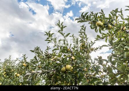 Apfelgarten in Upstate New York: Äpfel auf einem Baum, Zweig, Stockfoto