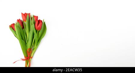 Rote Tulpen liegen auf weißem Hintergrund. Banner Stockfoto