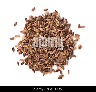Mariendistel Saatgut, auf weißem Hintergrund. Silybum marianum, Scotch Thistle oder Marian Thistle. Close-up. Ansicht von oben. Stockfoto
