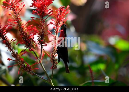 Scharlachbewaldeter Sonnenvogel [Chalcomitra senegalensis], der Nektar aus roten röhrenförmigen Blüten im Mount Edgecombe Conservancy, South Affrica, nimmt. Stockfoto