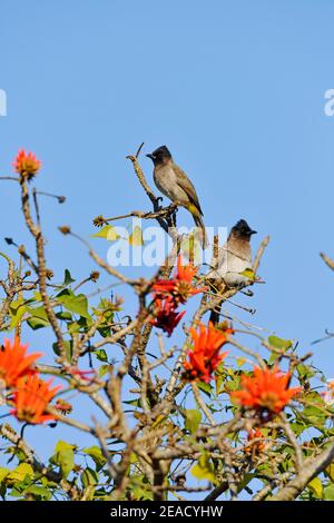 Dunkelkappiger Bulbul [Pycnonotus tricolor] in der Blüte gewöhnlicher Korallenbaum [Erythrina lysistemon], Mount Edgecombe Conservancy, KwaZulu Natal, Südafrika. Stockfoto