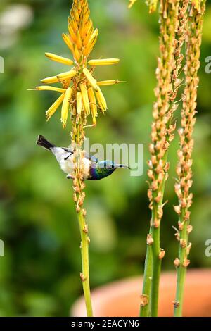 Männlicher Weißbauchiger Sonnenvogel, der Nektar von Aloe vanbalenii sammelt, Mount Edgecombe Conservancy, KwaZulu Natal, Südafrika. Stockfoto