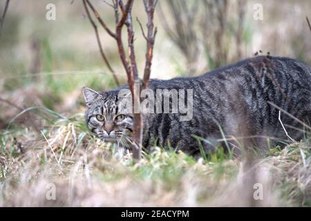 Jagd nach Hauskatze Stockfoto