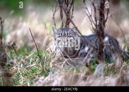 Jagd nach Hauskatze Stockfoto