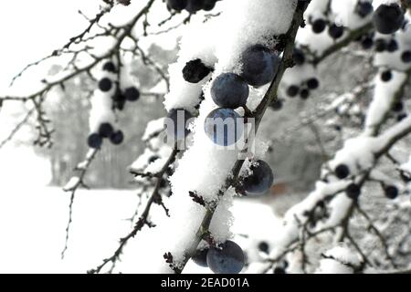 Schlehdornfrüchte im Schnee Stockfoto