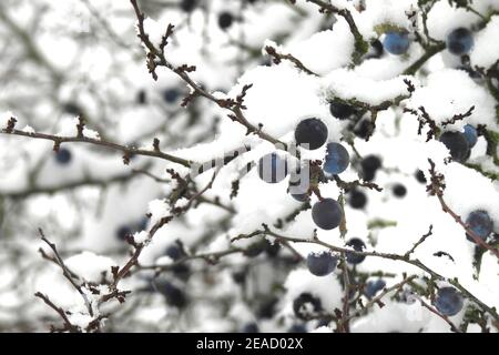 Schlehdornfrüchte im Schnee Stockfoto