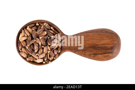Milk Thistle Samen in Holzlöffel, isoliert auf weißem Hintergrund. Silybum marianum, Scotch Thistle oder Marian Thistle. Draufsicht. Stockfoto
