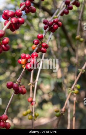 Reife Kaffeebohnen wachsen auf einem Baum. Stockfoto