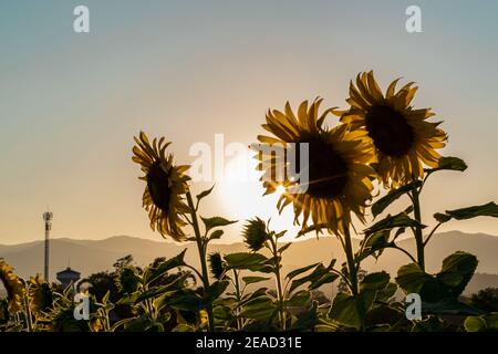 Feld blühenden Sonnenblumen auf einem Sonnenuntergang Hintergrund. Silhouette von Sonnenblumen Feld Landschaft. Stockfoto