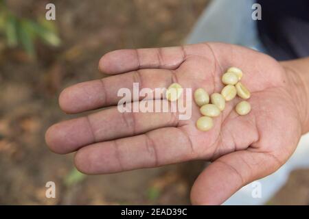 Lake Atitlan, Guatemala, in der Hand geerntete Kaffeebohnen gehalten werden Stockfoto