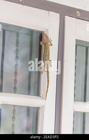 Gecko klettert an den Fenstern Stockfoto