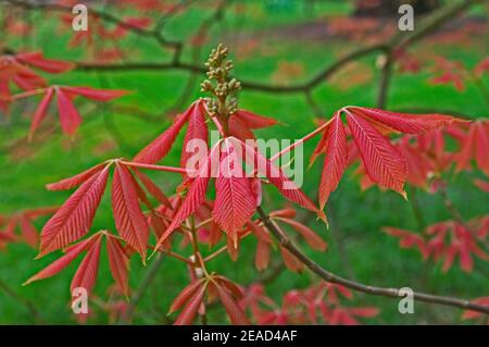 Eine Frühlingsansicht von neuen Blättern des Aesculus x Vernachlässigung 'Erythroblastos' Stockfoto