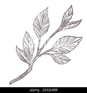 Kleine Sprössling oder Zweig mit Blättern monochrom Stock Vektor