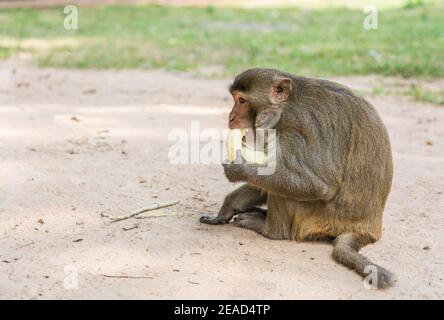 Affe sitzt auf dem Baum und frisst Banane, Natur Stockfoto