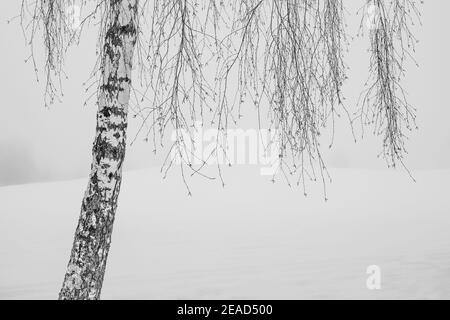 Birke im Winter Stockfoto